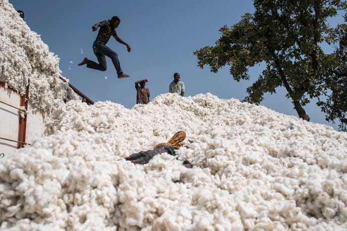 Le Mali Dépasse le Bénin et Devient le Premier Producteur Africain de Coton Grâce à une Croissance de 77%