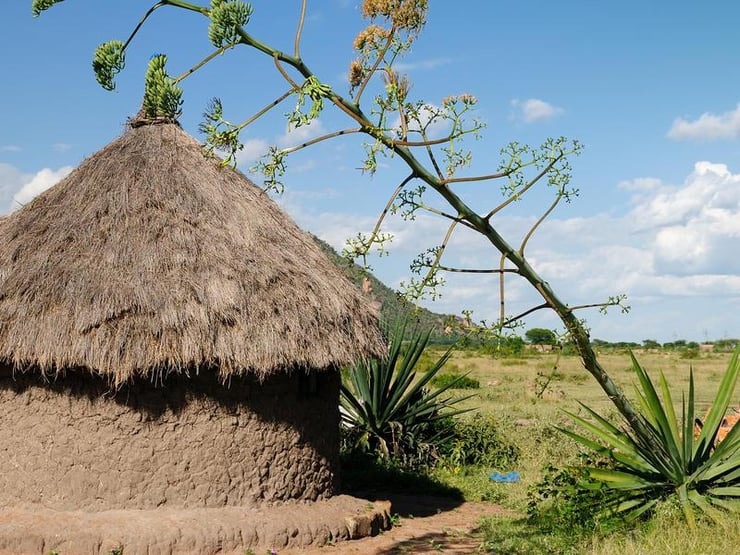 Lilongwe, capitale verte de l’Afrique : Une ville respire un air plus pur en bannissant les fossiles !