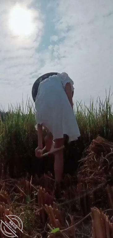 极品农村少妇 【艳艳子】田地里也疯狂~表姐老妈就在旁边一起割稻谷 - 老宋论坛-老宋论坛