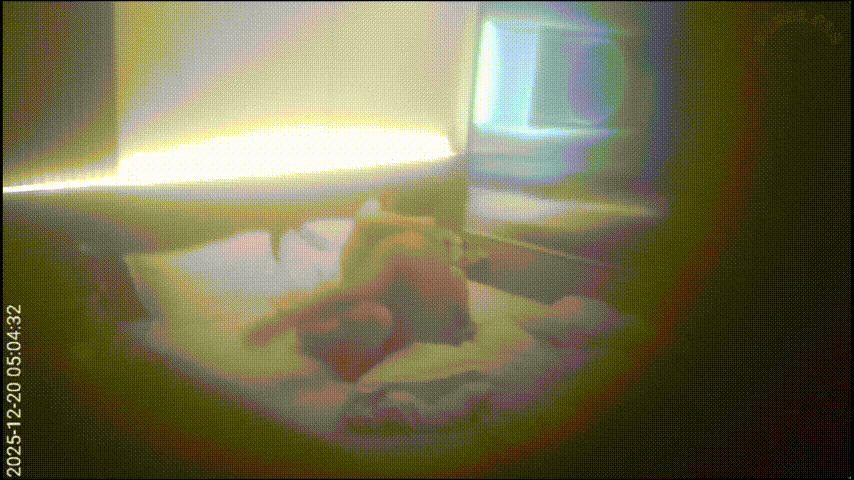 ⁸¹ 上帝视角 12-20 丰腴的巨乳美女声音太好听了 叫起来跟银铃一样 一对巨 配图3