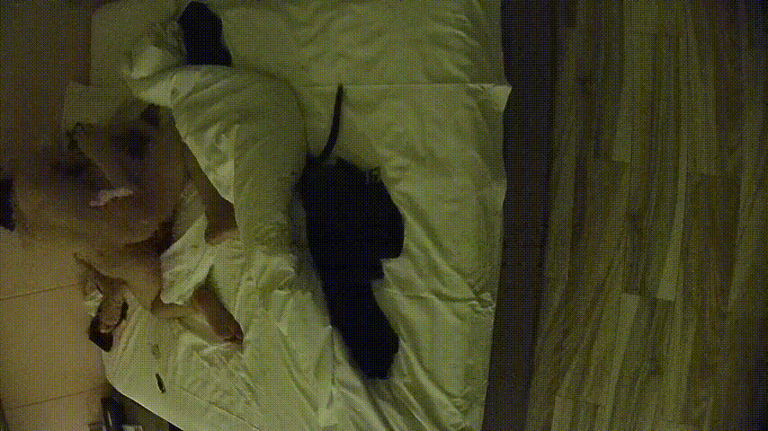 公寓酒店激情夜：漂亮主动美女一上床就被猛干一炮，换上红黑情趣丝袜再战第二轮！ 配图2