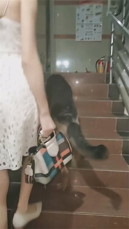 推荐【遛狗少妇抄底】上楼抓屁股看来刚经历一场大战啊,养个大狗穿短裙还不穿内裤,骚 配图2