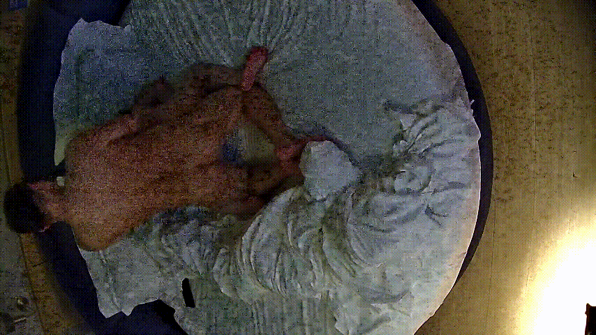 情趣台 3-17 卷发少妇欲火焚身舌舔男人胸口直达粗硬鸡巴，主动骑乘猛干狂操自揉 配图6
