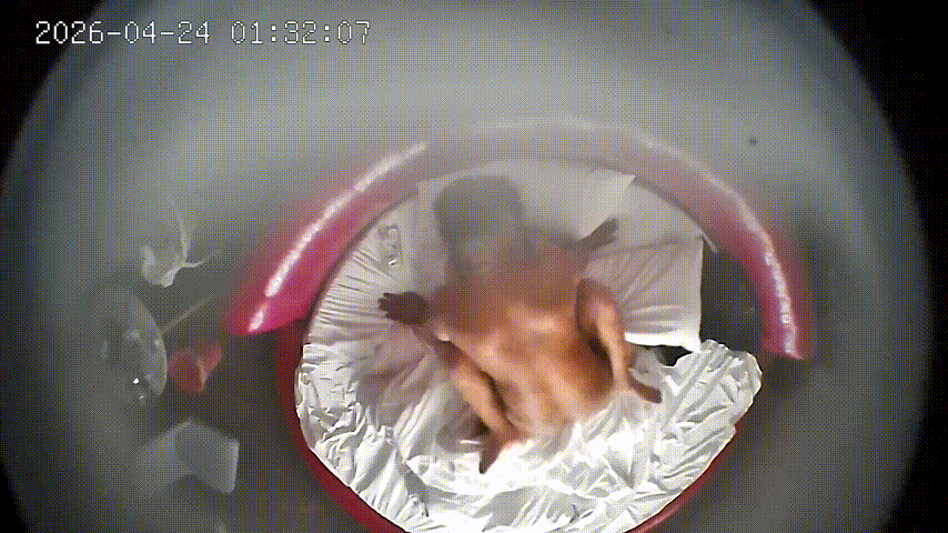 上帝视角4-24：烟熏美眸下的粉嫩奶头，雪白巨乳诱惑爆棚，胖哥半夜狂干三次欲死其 配图2