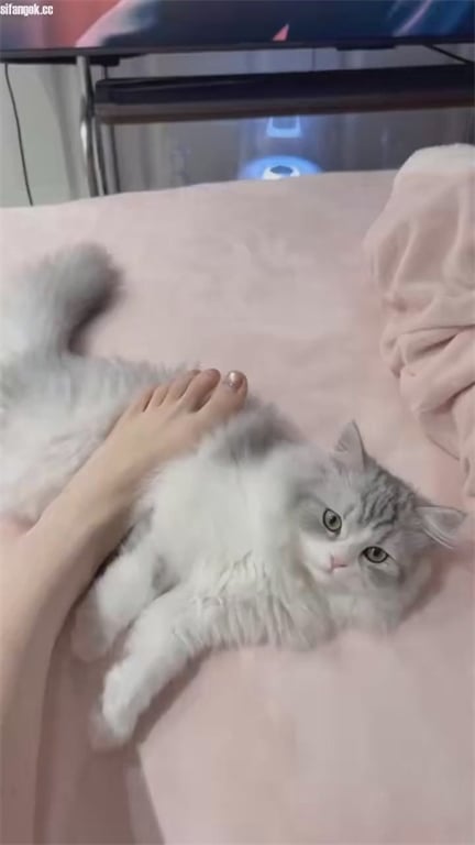 推荐抖音20岁颜值嫩妹【季雨】极品萝莉，粉奶无毛粉穴， 配图25
