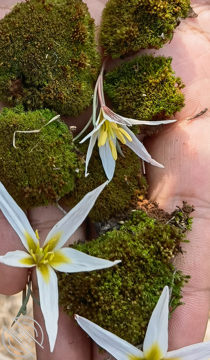 pic