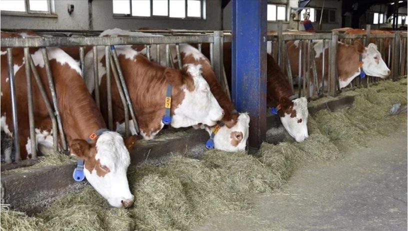 Türkiye’de görülen şap virüsü vakalarıyla ilgili Bakanlık açıklama yaptı: Bölgedeki tüm hayvan pazar...