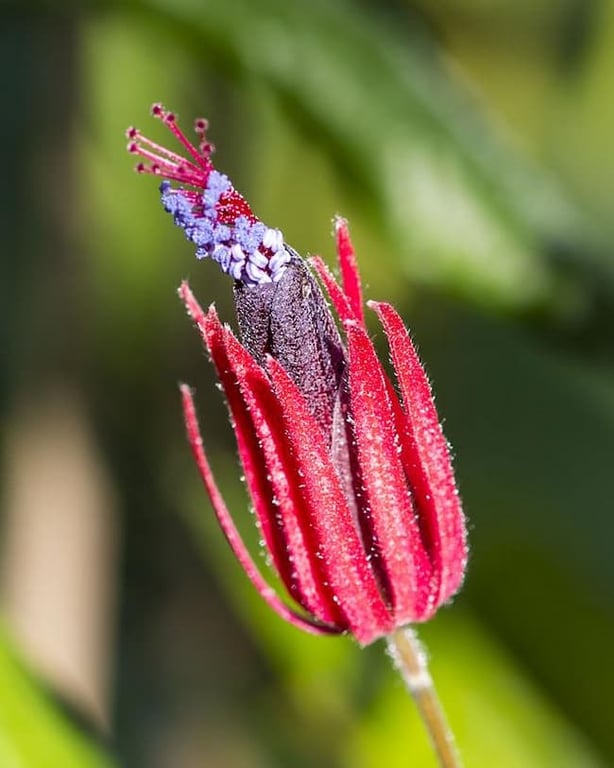 Ống kính Canon RF85mm F2 Macro IS STM
