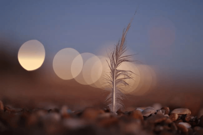 Ống kính Canon RF85mm F2 Macro IS STM