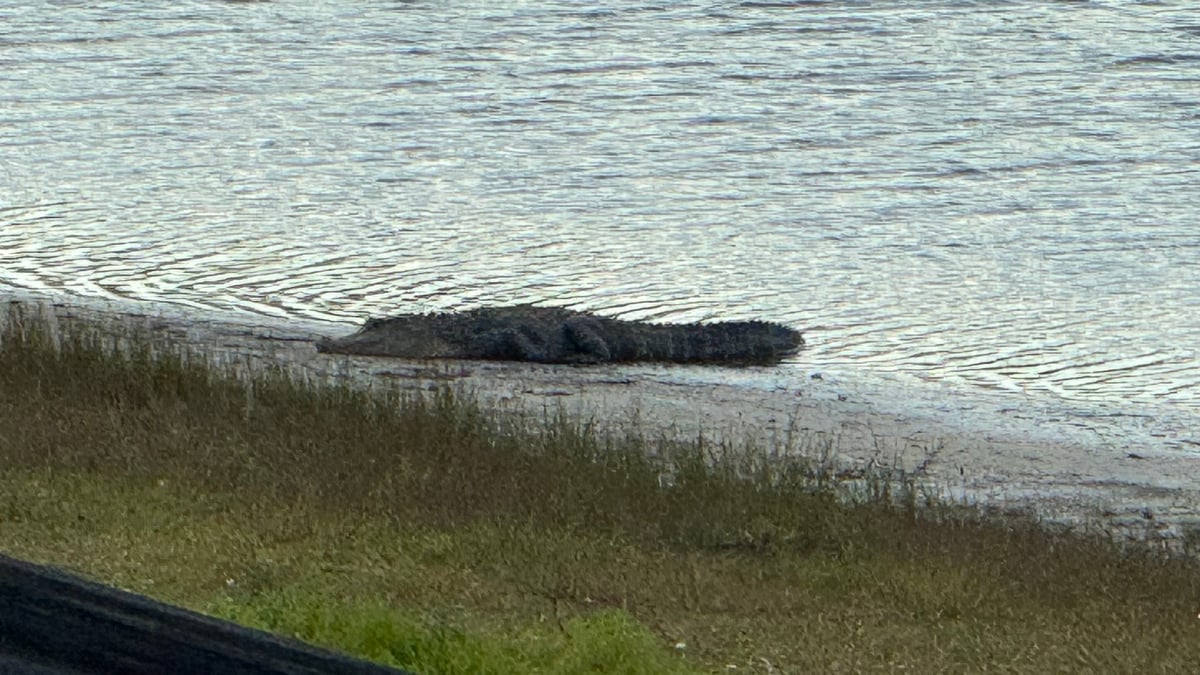 An alligator basking on the muddy bank of the pond, seen from across the water.