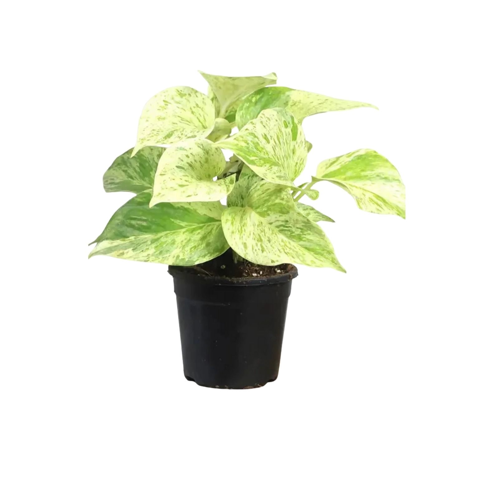 Money Marble Pothos Decor