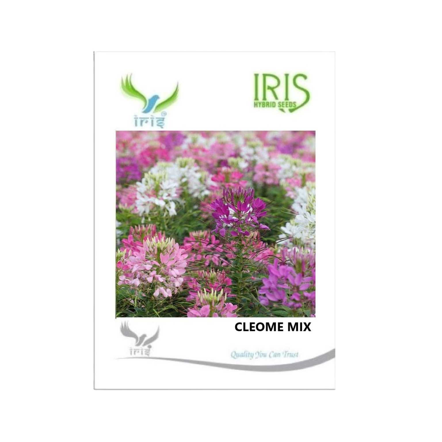 Iris Hybrid Cleome Mix Flower Seeds