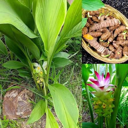 Turmeric