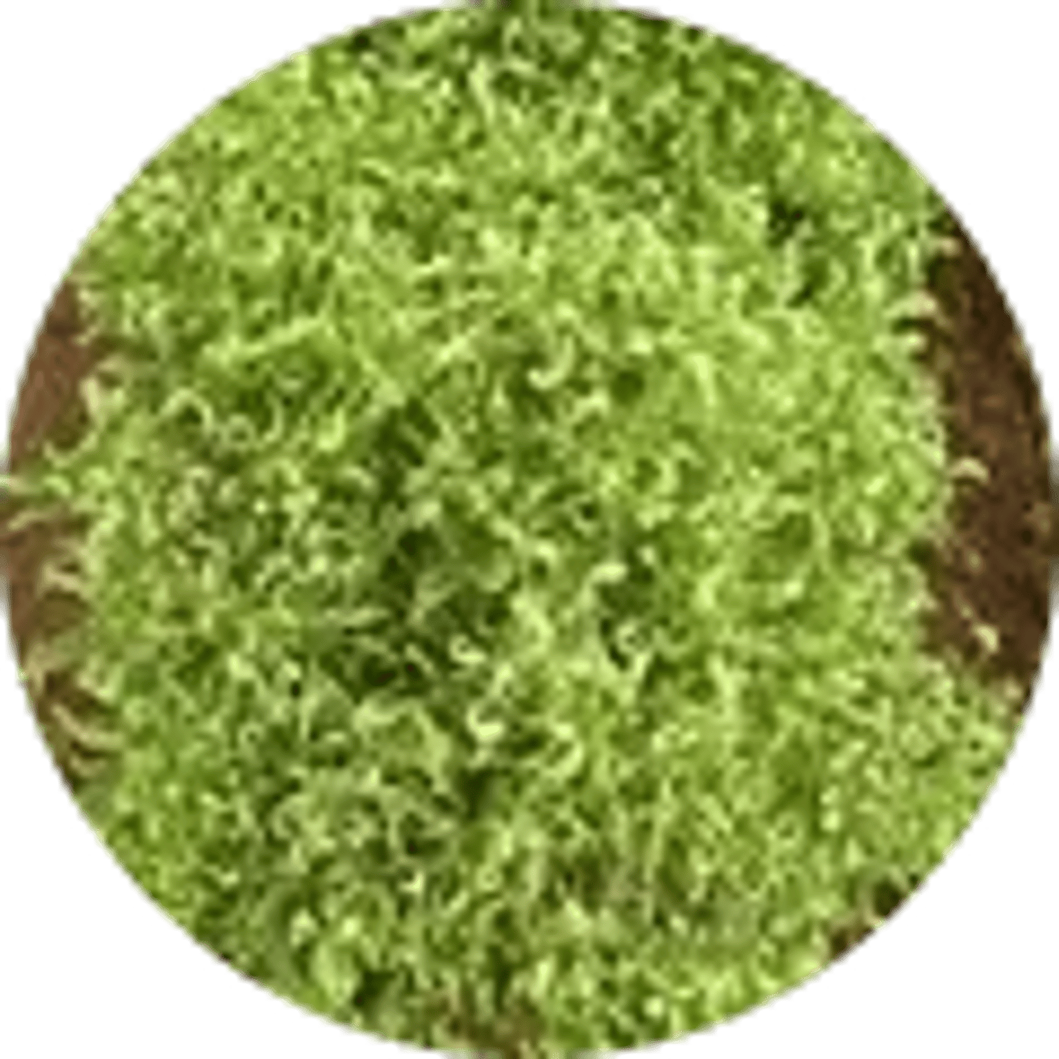 Leaf Curl Virus