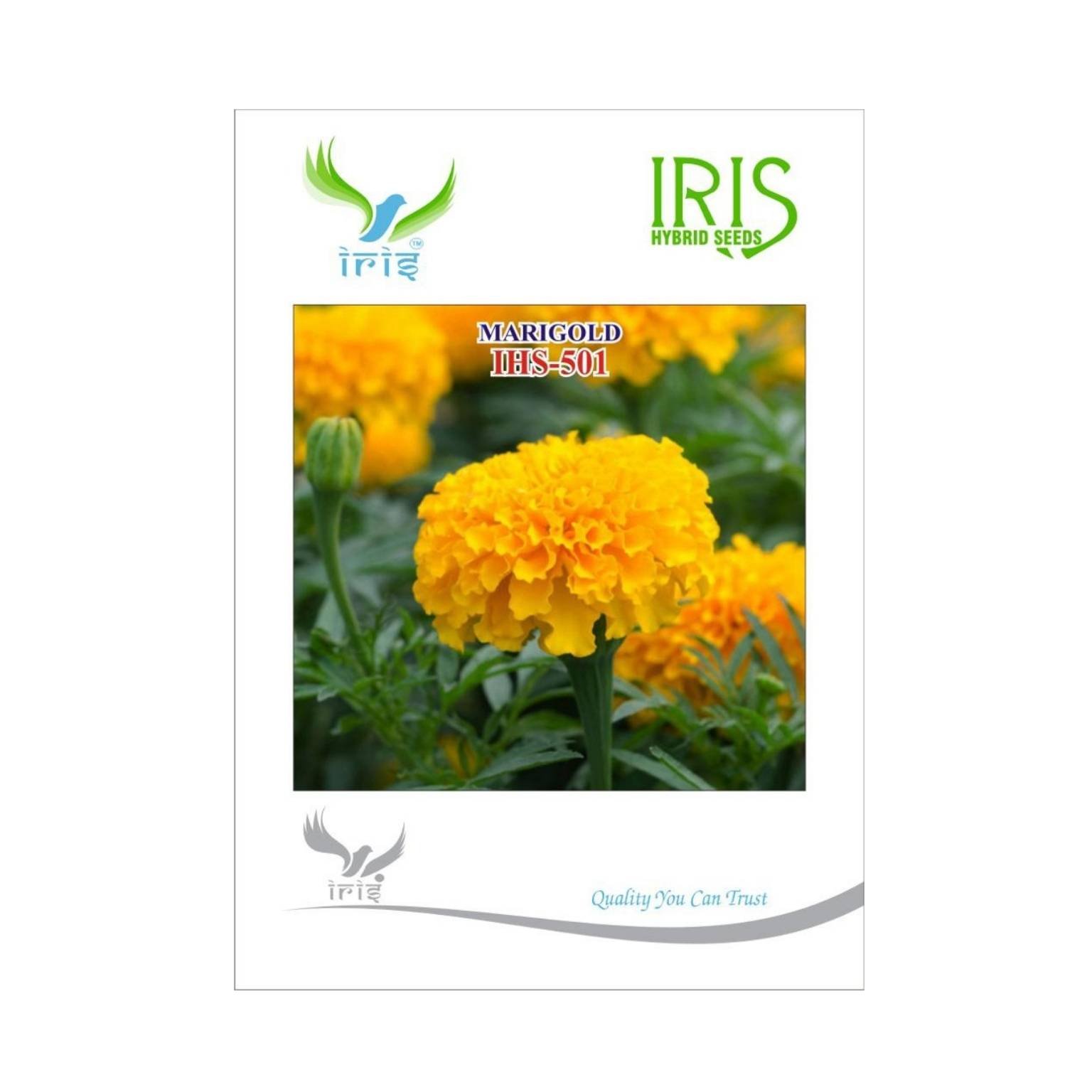 Iris Hybrid Marigold Orange IHS 501 Flower Seeds