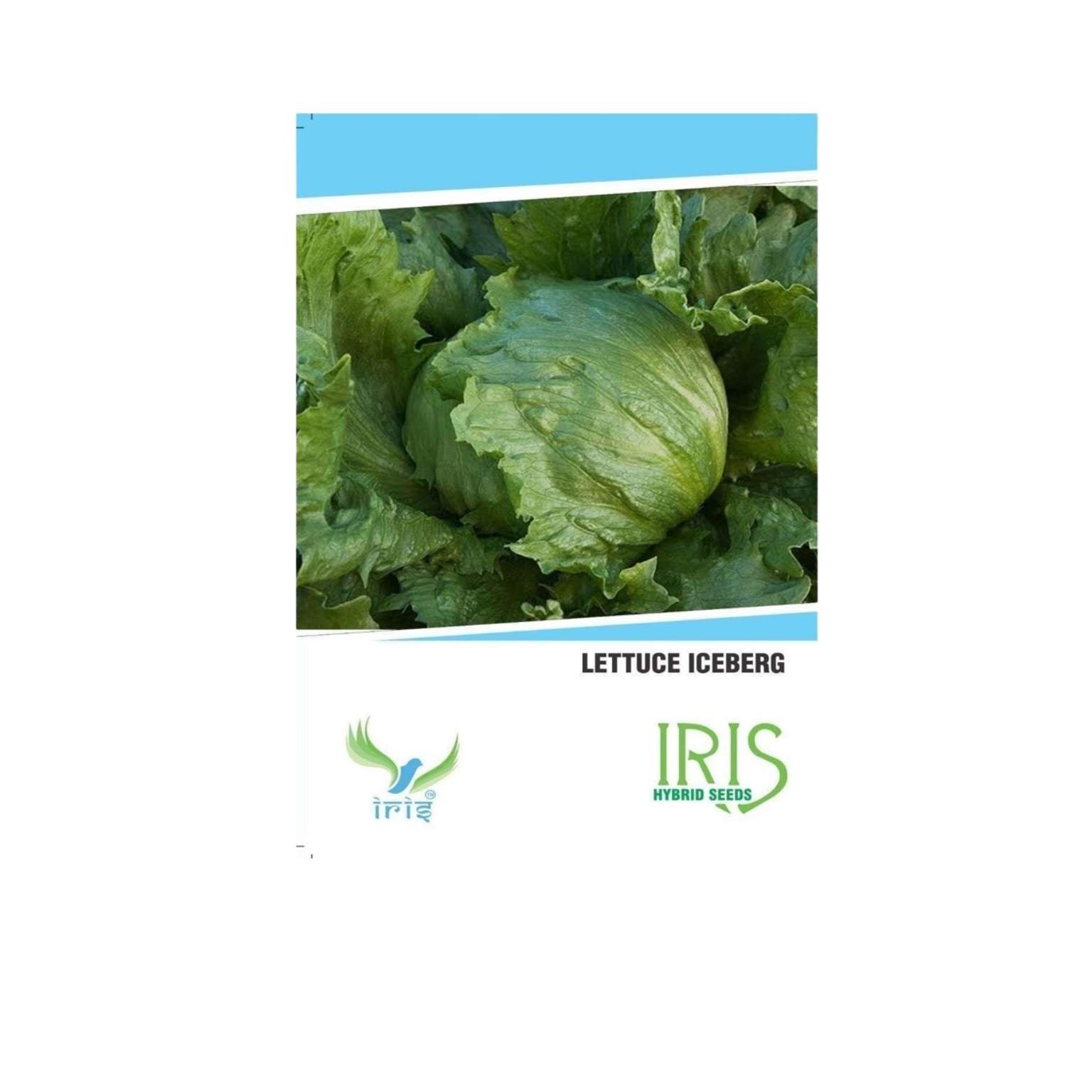 Iris Hybrid Lettuce Green Vegetable Seeds