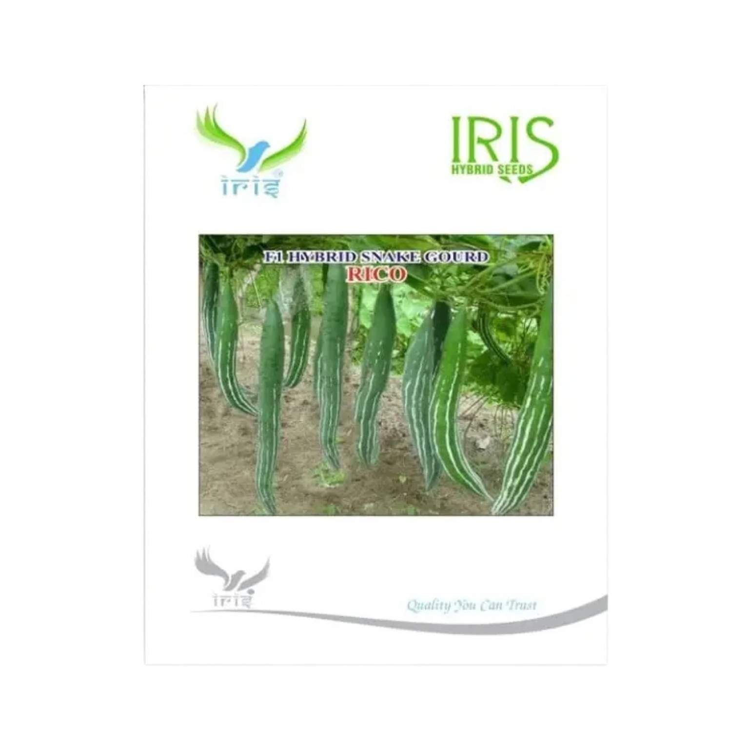 Iris Hybrid Snake Gourd Rico Vegetable Seeds