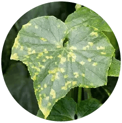 Downy Mildew