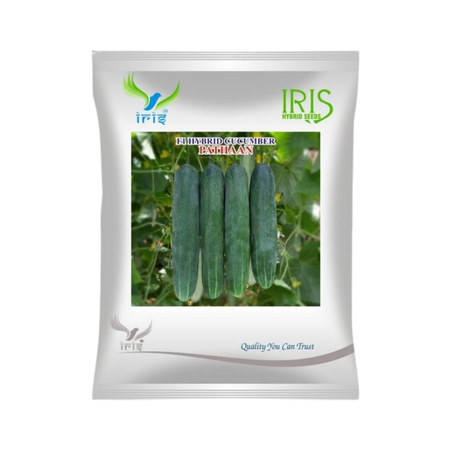 Iris Hybrid Cucumber Pathaan Vegetable Seeds