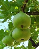 Apple Gourd