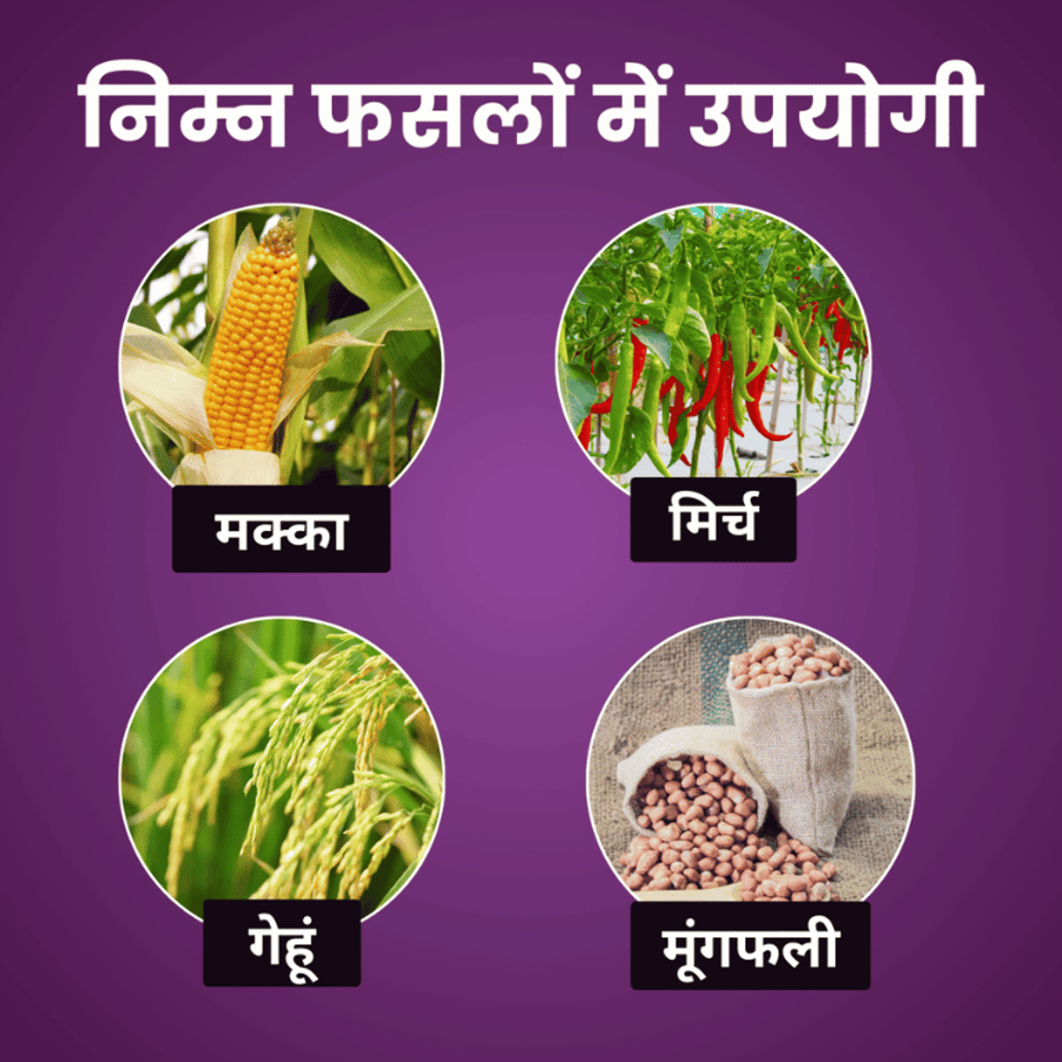 Azozole Chemical Fungicide | Azoxystrobin 18.2 % + difenoconazole 11.4 % SC | Katyayani