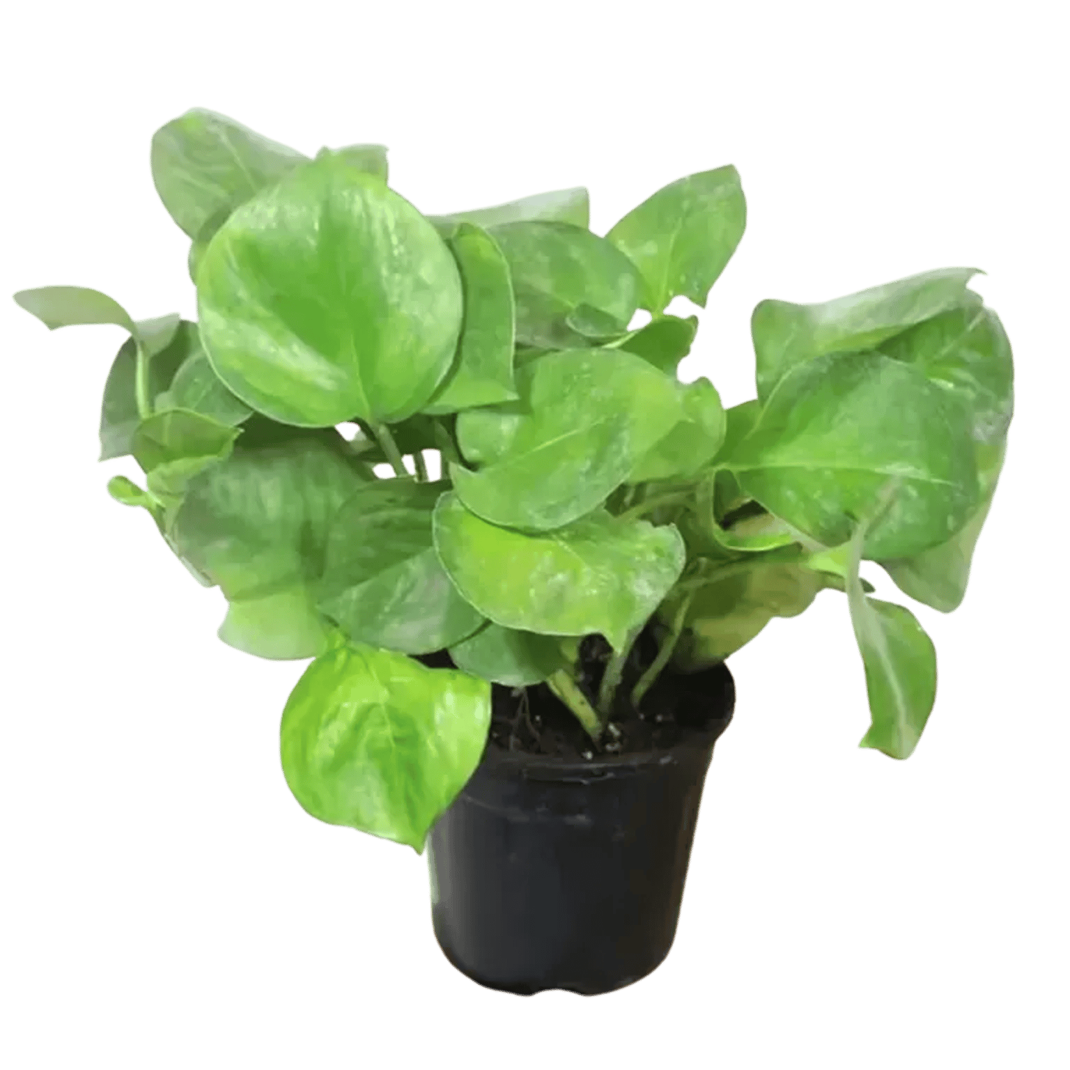 Manjula Green Pothos