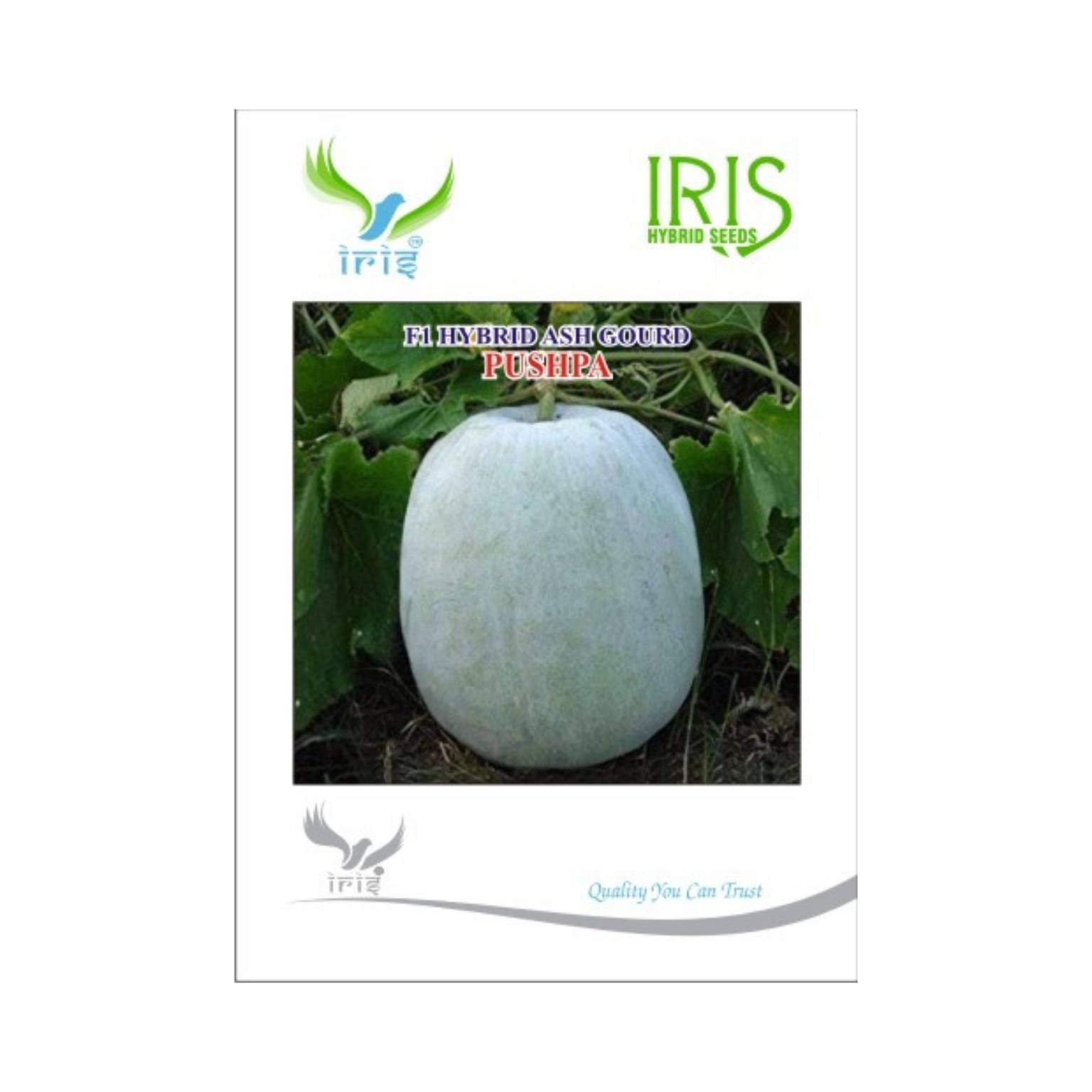 Iris Hybrid Ash Gourd Pushpa Vegetable Seeds