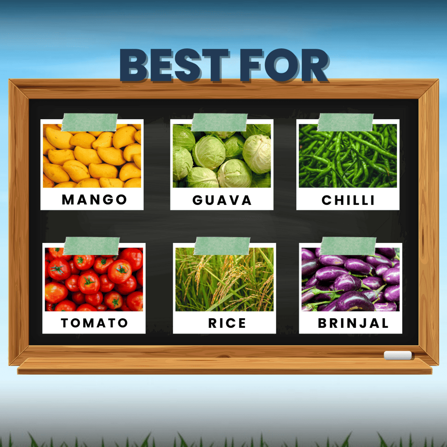 Katyayani Joker Fipronil 80% WG Chemical Insecticide