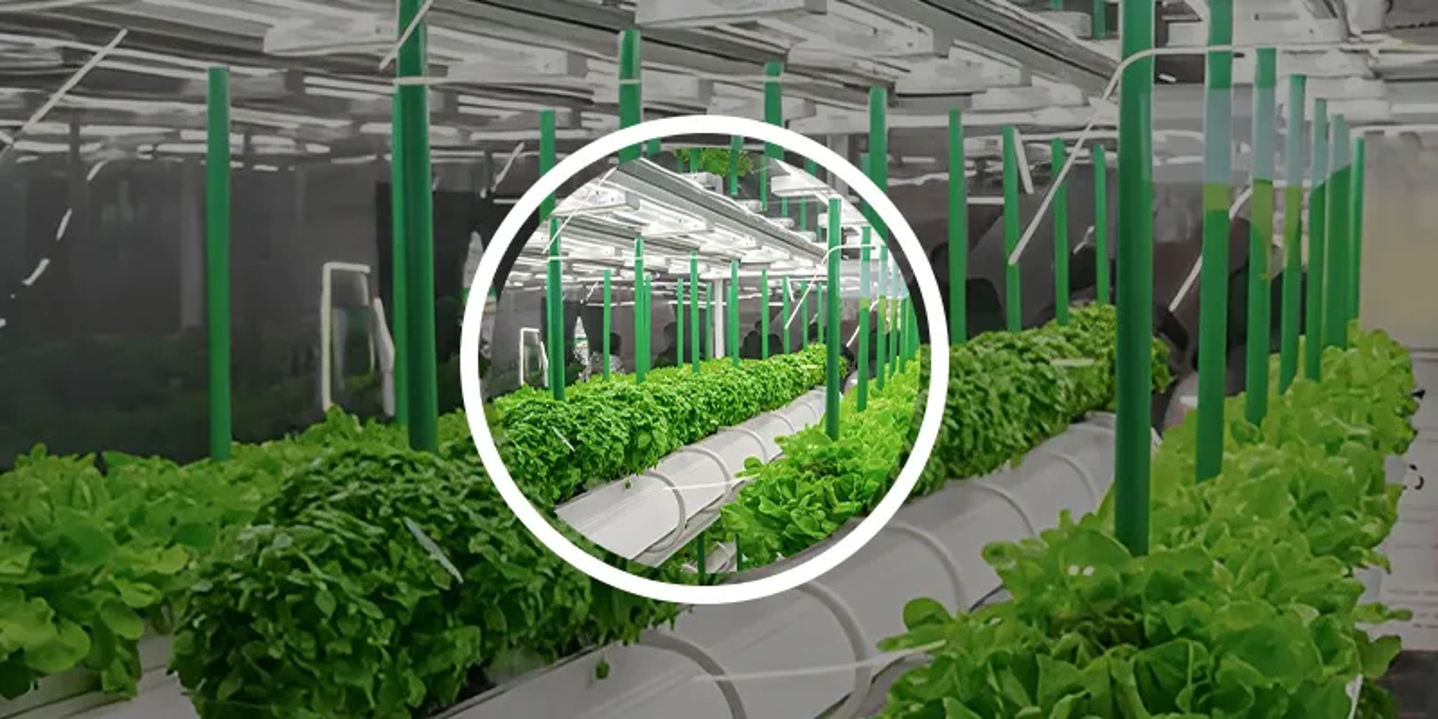 AQUAPONICS