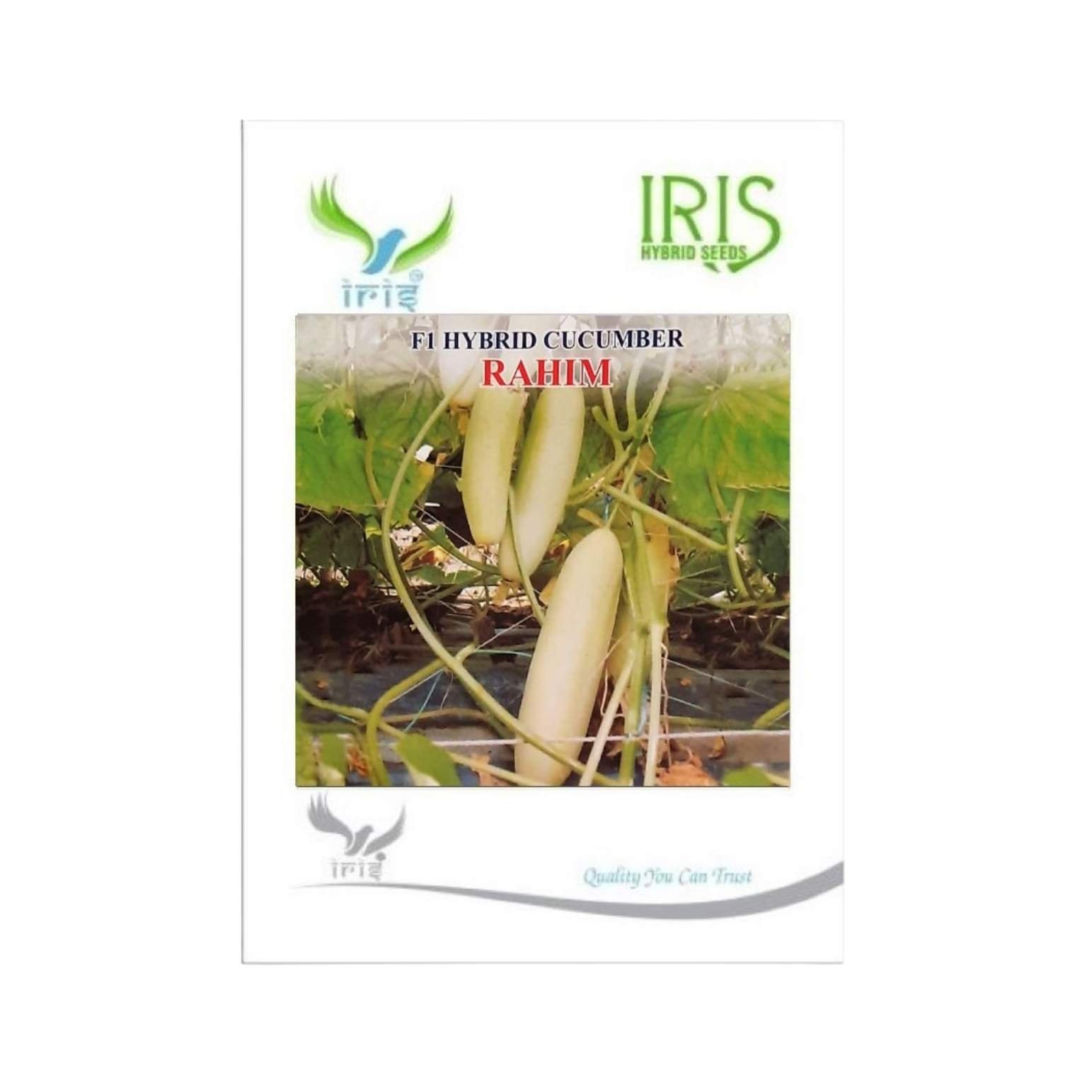 Iris Hybrid Cucumber Rahim Vegetable Seeds
