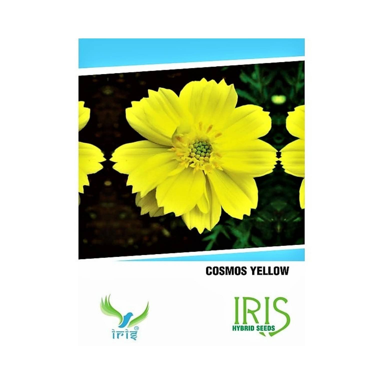 Iris Hybrid Cosmos Yellow Flower Seeds