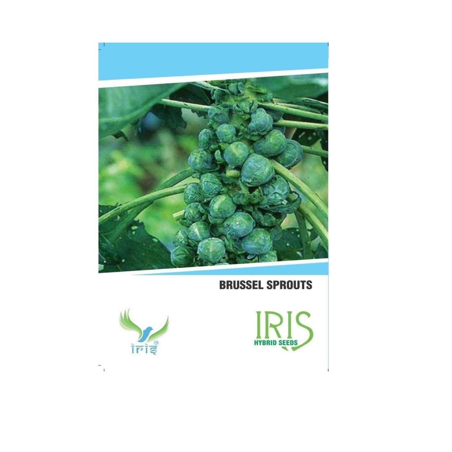 Iris Hybrid Brussel Sprouts Vegetable Seeds