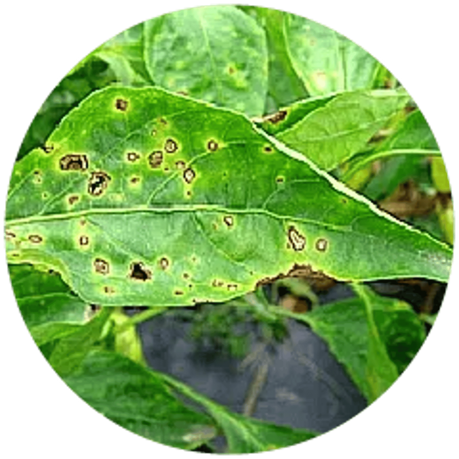 Leaf Spoot