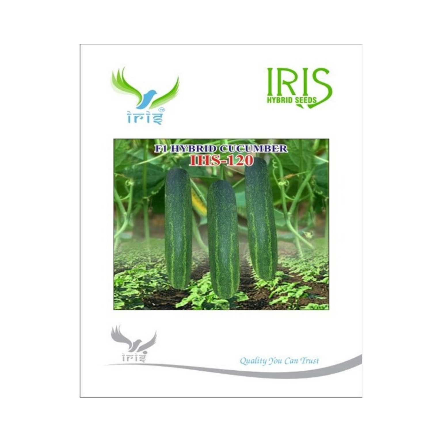 Iris Hybrid Cucumber IHS 120 Vegetable Seeds