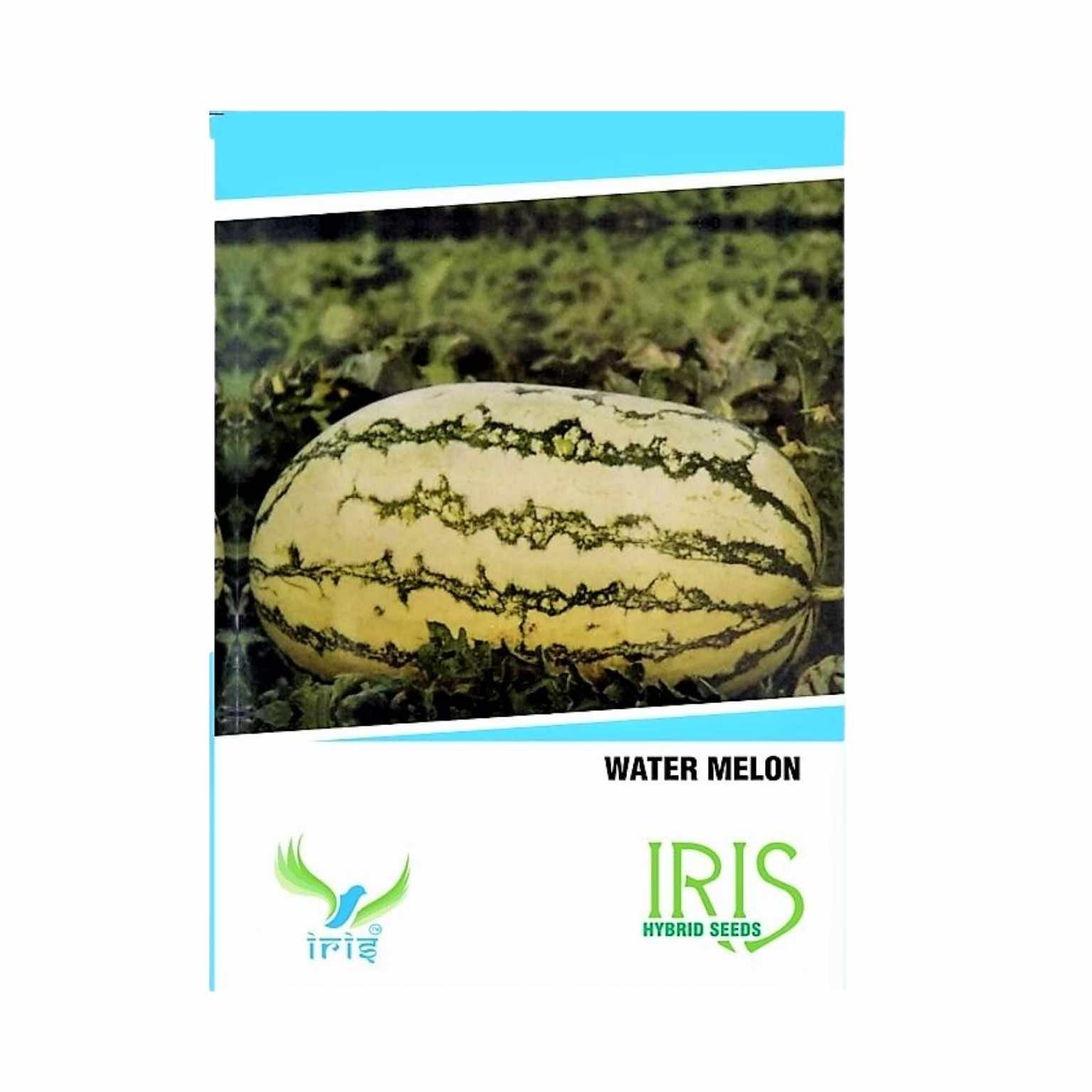 Iris Hybrid Watermelon Fruit Seeds