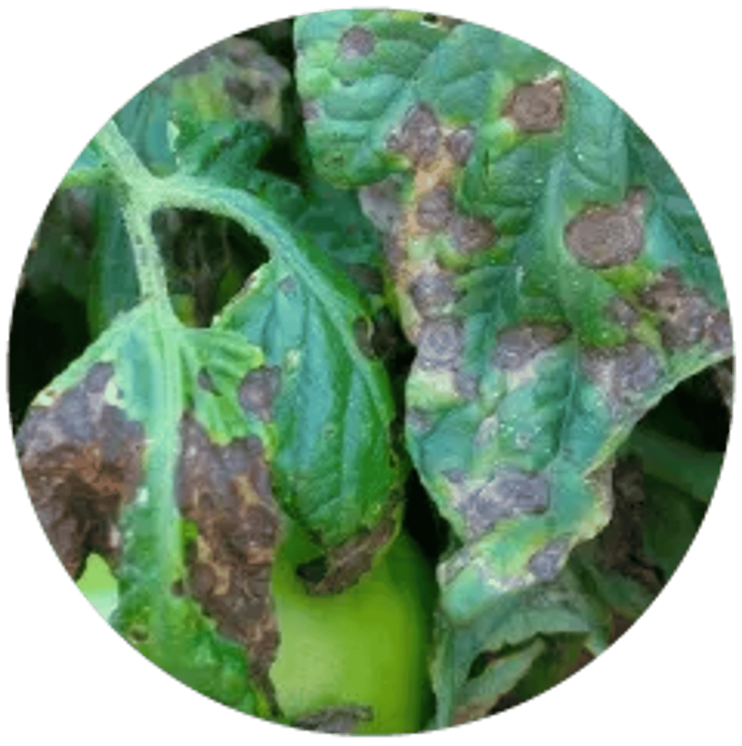 Early Blight