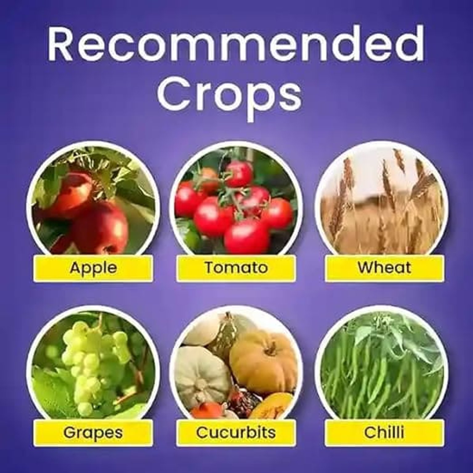 Katyayani KTM Thiophanate Methyl 70% WP