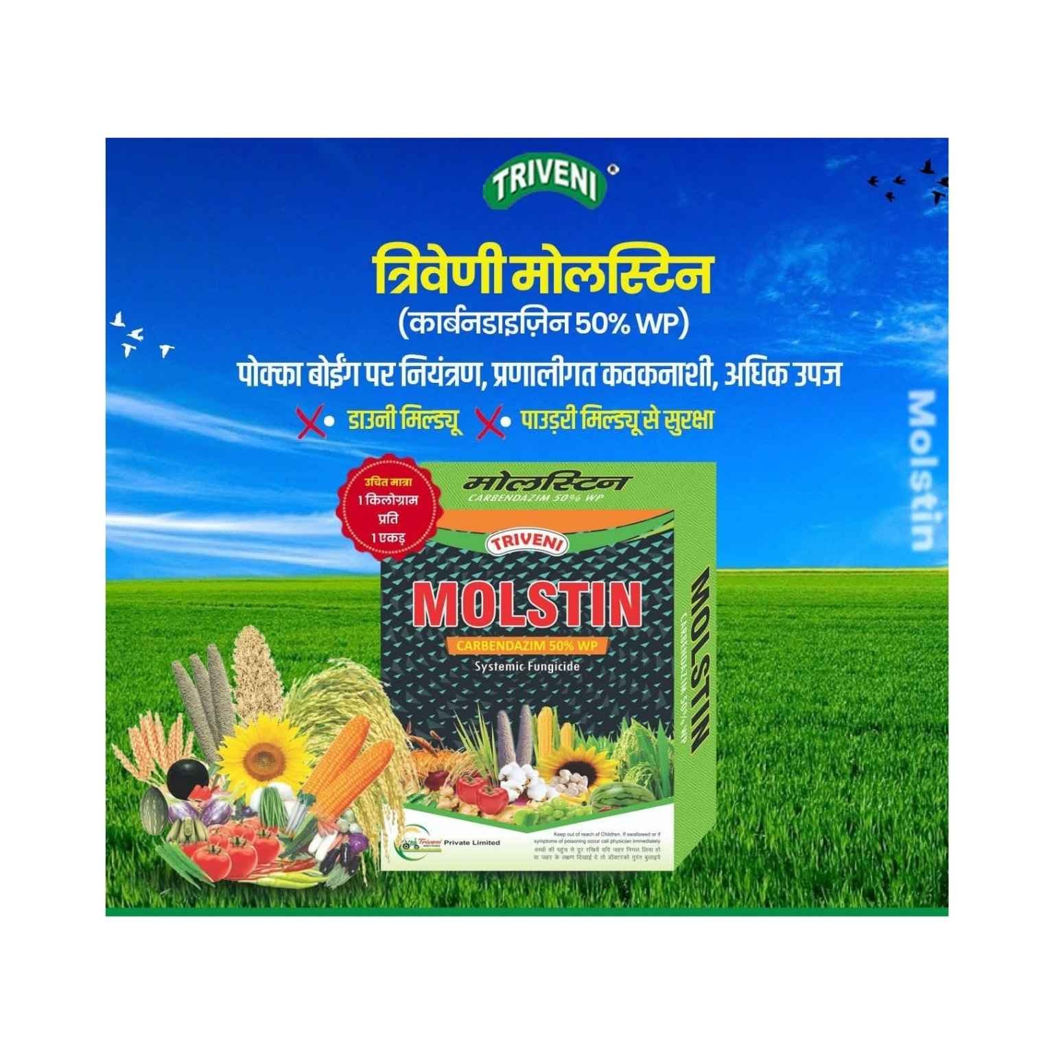 Triveni MOLSTIN Carbendazim 50% WP Broad-Spectrum Systemic Fungicide