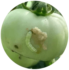 Fruit/Stem Borer