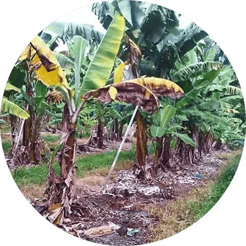 Fusarium wilt Disease