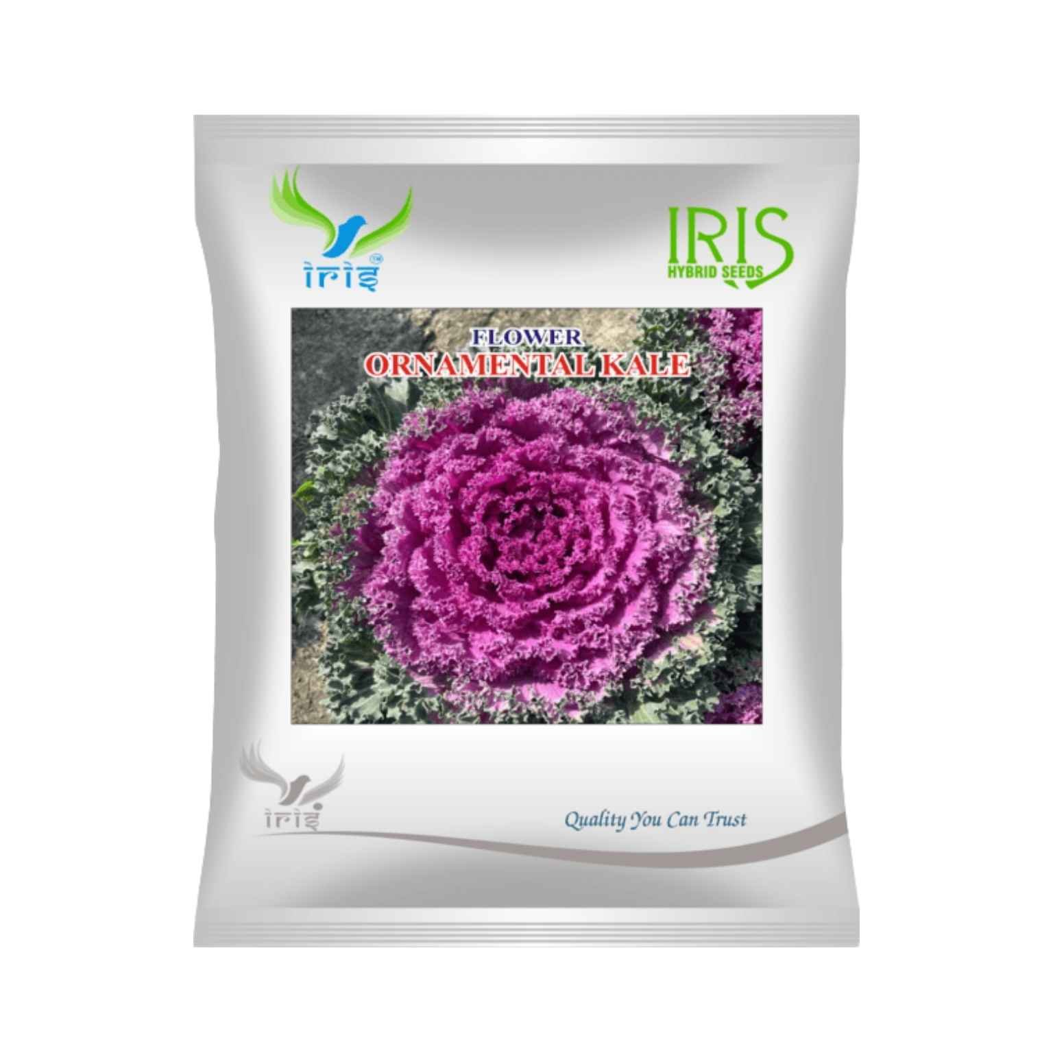 Iris Hybrid Ornamental Kale Flower Seeds 300 seeds