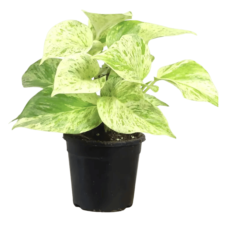 Buy Indoor Money Plant Marble Queen Pothos