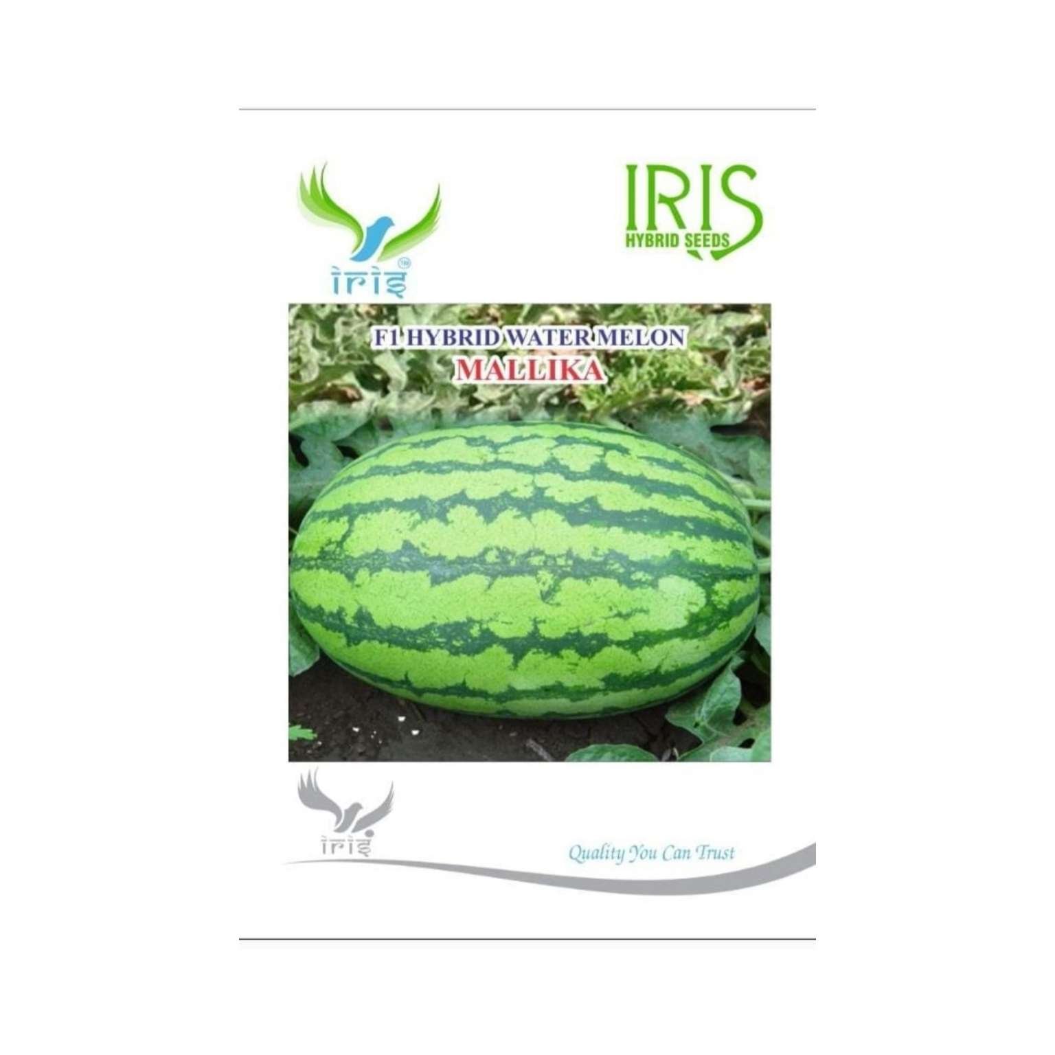Iris Hybrid Watermelon Mallika Fruit Seeds