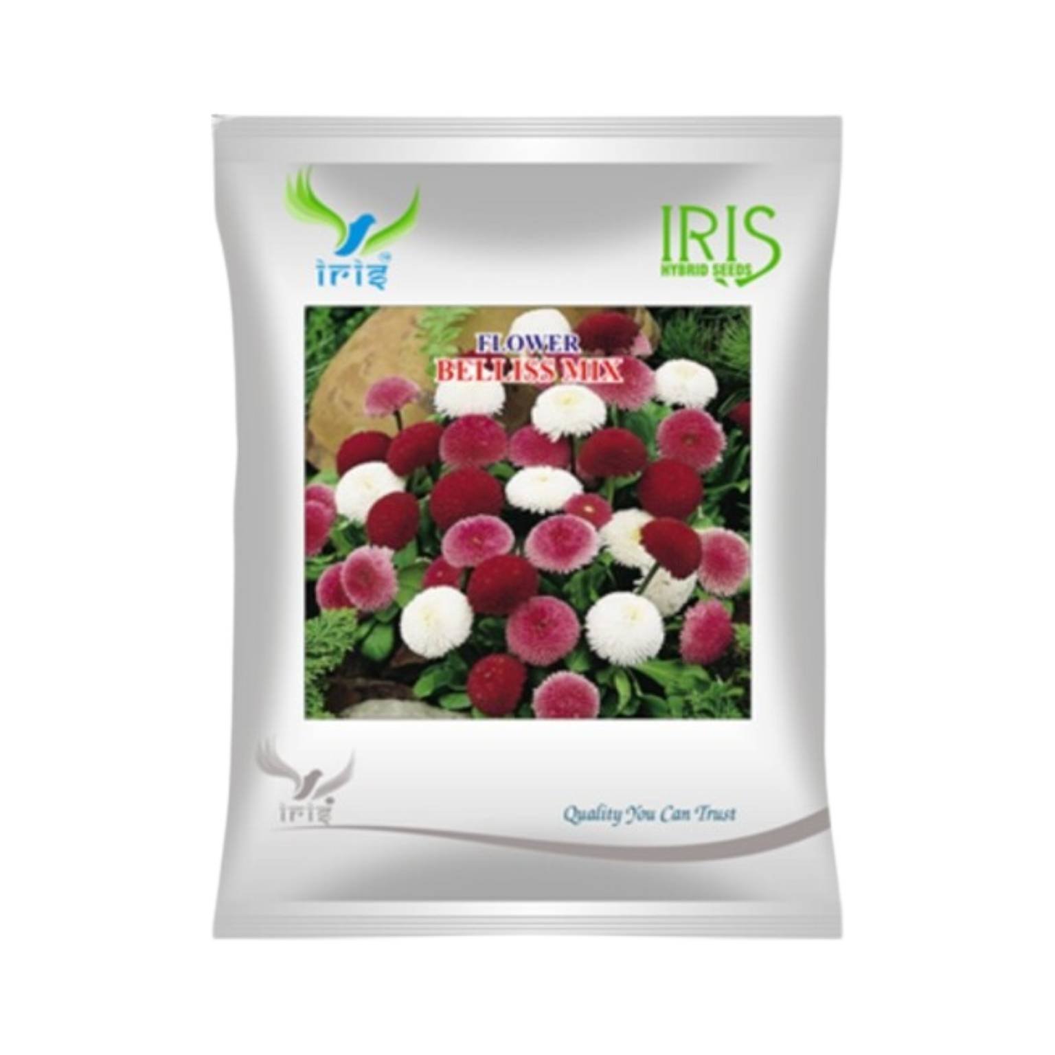 Iris Hybrid Bellis Mix Flower Seeds (300 seeds)