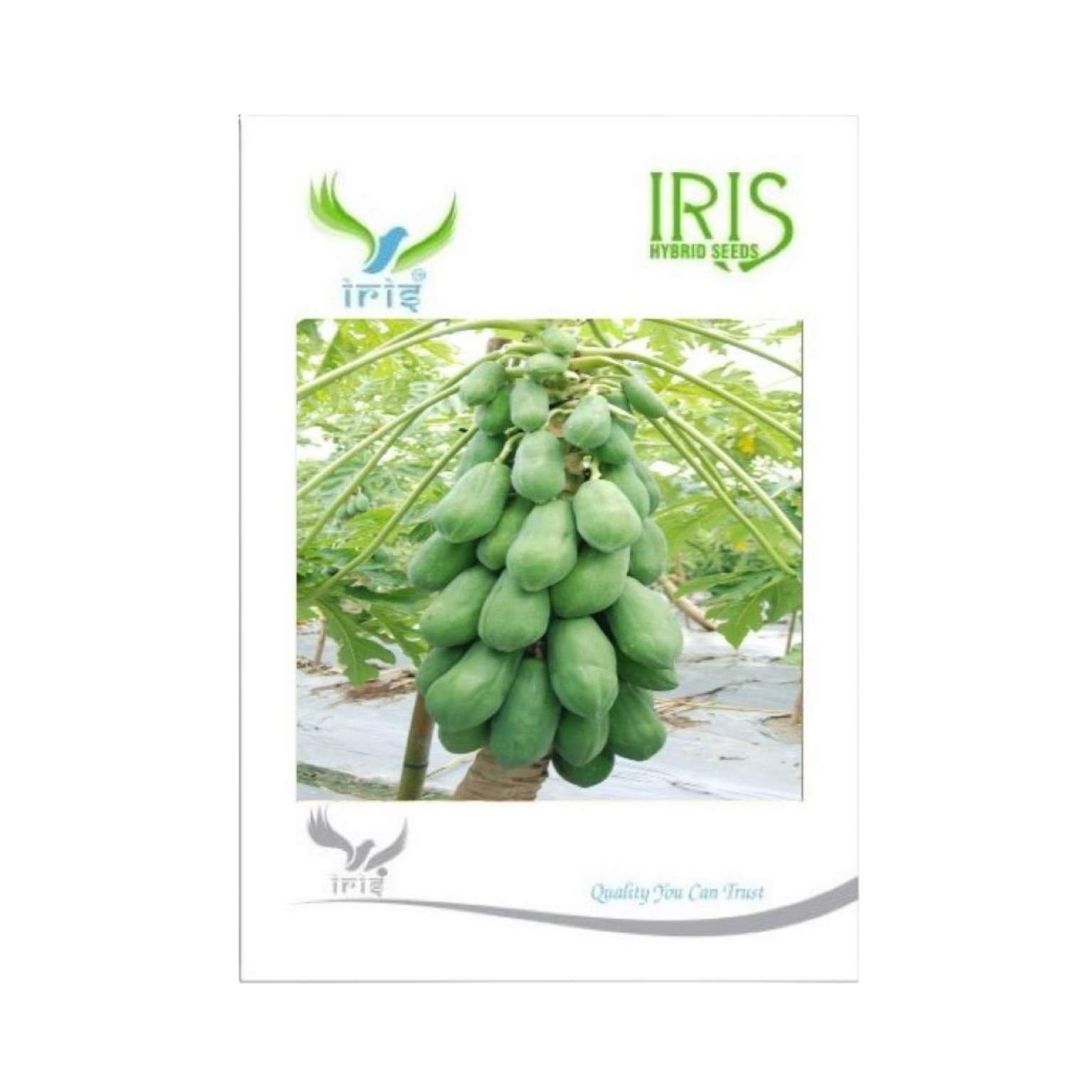 Iris Hybrid Papaya Fruit Seeds