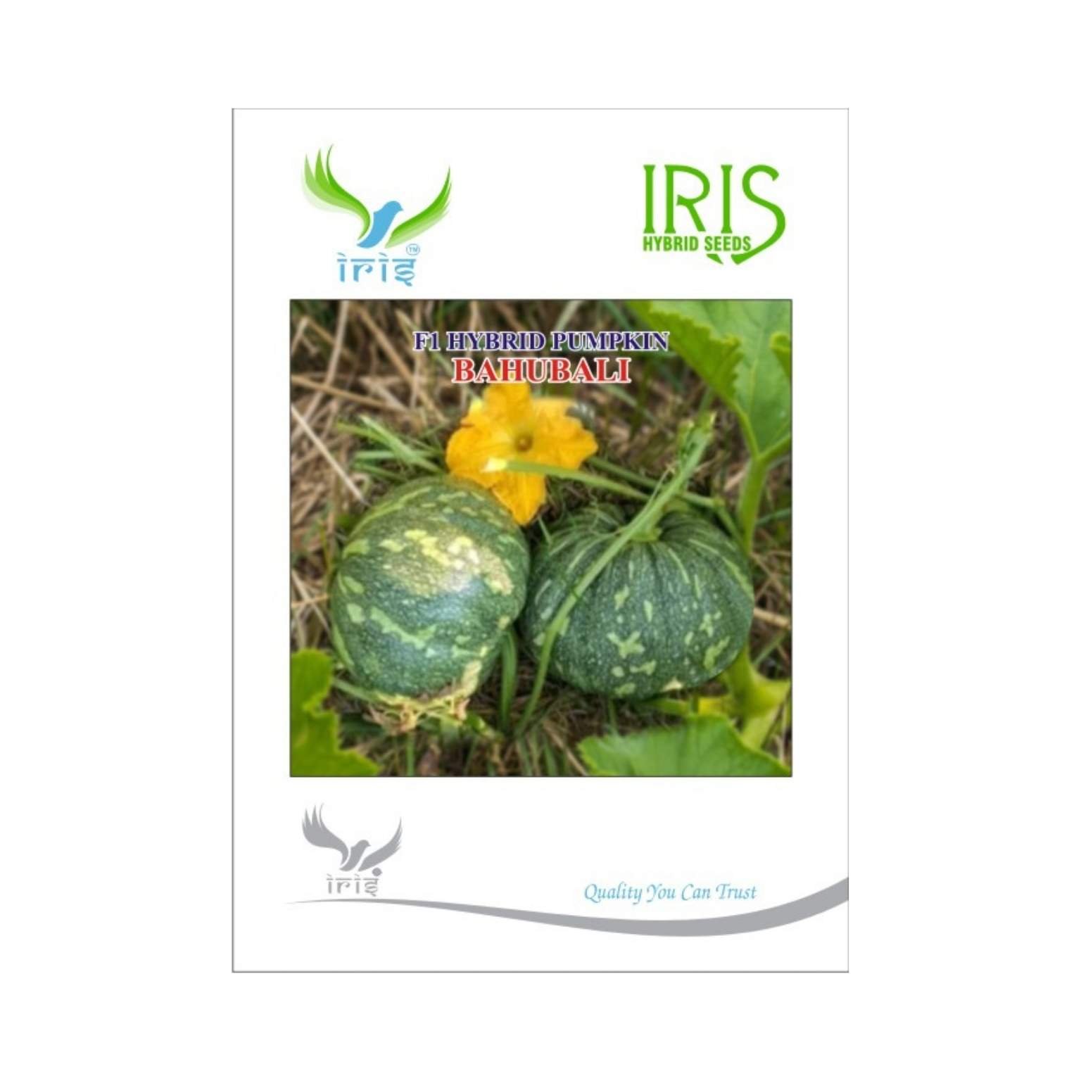 Iris Hybrid Pumpkin Bahubali Vegetable Seeds