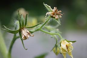 Flower Dropping