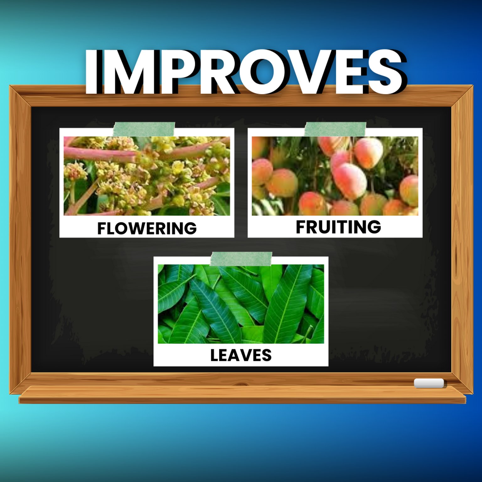 Katyayani Fast | Paclobutrazol 23% SC |  Plant Growth Regulator