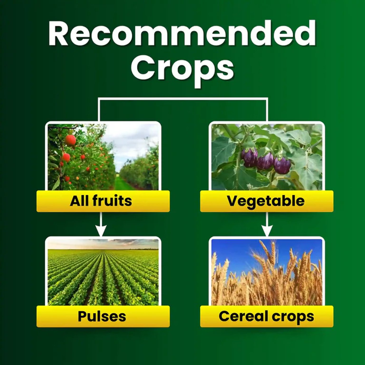 Katyayani Triple Attack Verticillium Lecanii + Beauveria Bassiana + Metarhizium Anisopliae Bio Pesticide Powder | Katyayani Organics