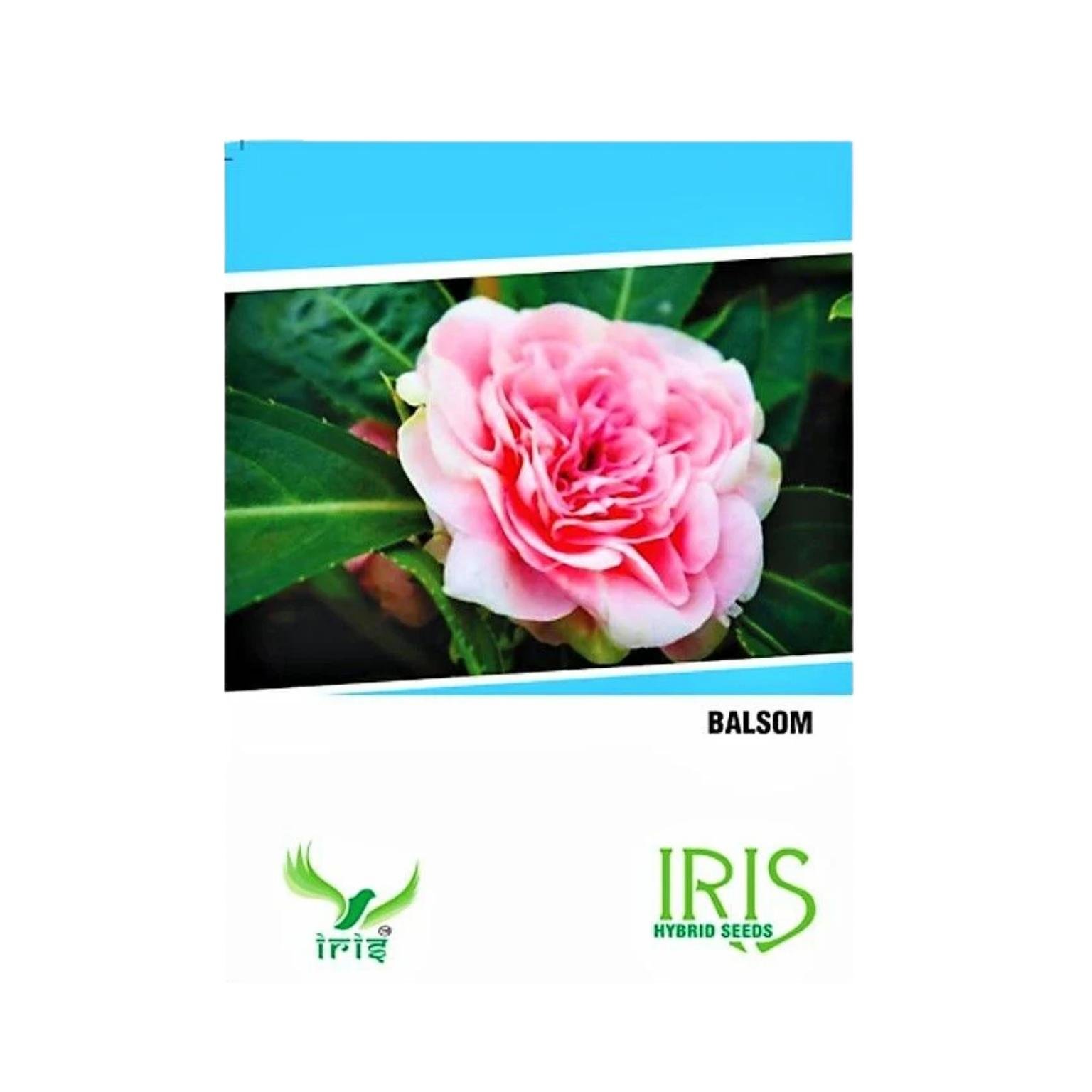 Iris Hybrid Balsam Flower Seeds
